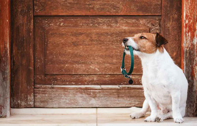 How To Choose the Right Dog Collar for your Dog