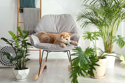 Common House Plants That Are Harmful To Your Dog