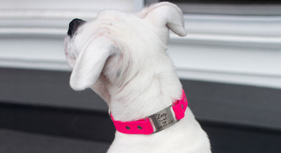 10 Benefits of Personalized Dog Collars
